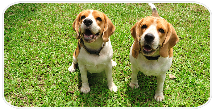 dogs walking on leads